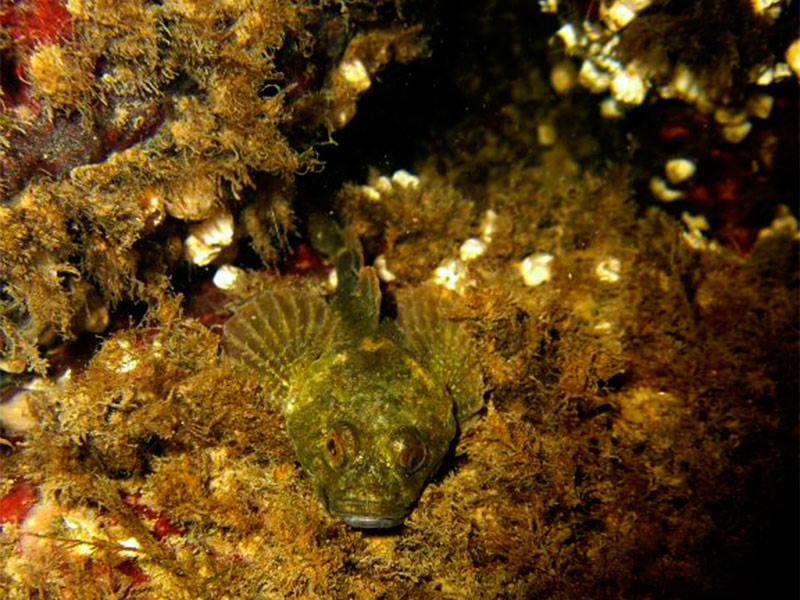 PictureKuvan kivisimppu on yleinen laji Suomen rannikkovesissä. Se on yleisilmeeltään hieman kiukkuisen näköinen kala, joka pitää hapekkaasta vedestä.